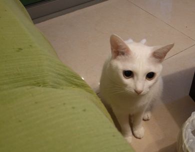 010911_tia1.jpg