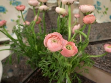 020211_ranunculus2.jpg