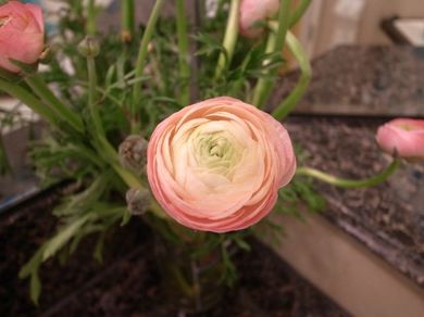 020211_ranunculus3.jpg