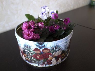 020211_saintpaulia.jpg