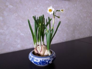 030211_suisen5.jpg
