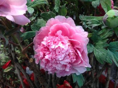 050213_flower4.jpg