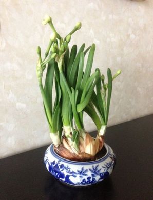 050213_flower6.jpg