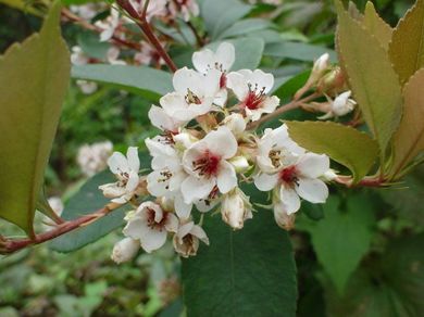 060313_sharinbai4.jpg