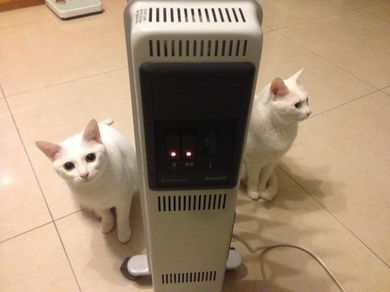 080113_2nyan.jpg