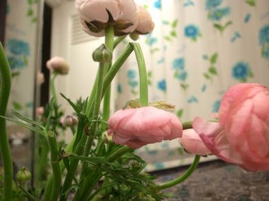 080211_ranunculus1.jpg