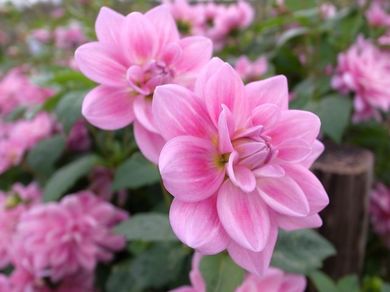 081110_dahlia1.jpg