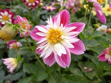 081110_dahlia2.jpg