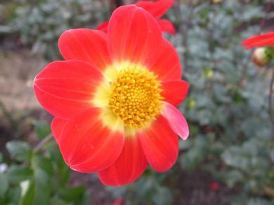 081110_dahlia3.jpg