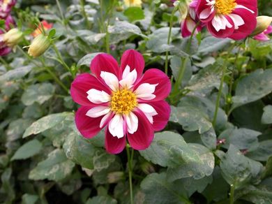 081110_dahlia5.jpg