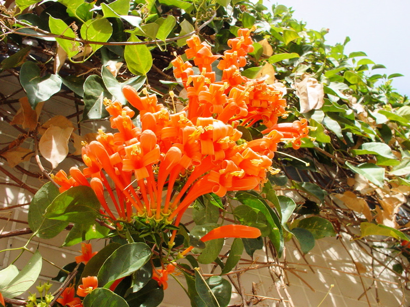 おさんぽみちの花 火炎葛 かえんかずら 香港マダム ナビのブログ