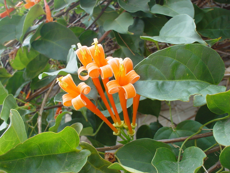 おさんぽみちの花 火炎葛 かえんかずら 香港マダム ナビのブログ