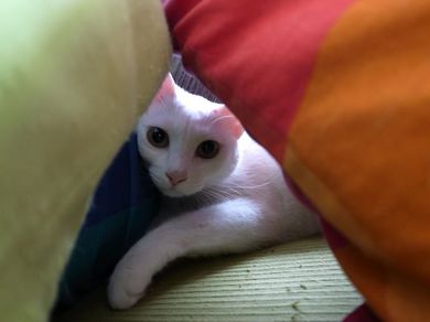 160511_tia3.jpg