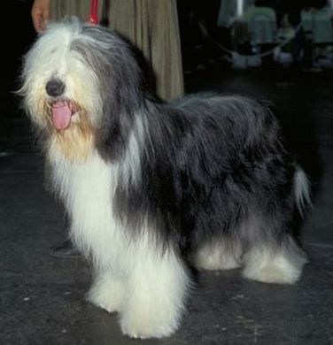 240113_Bearded Collie.jpg