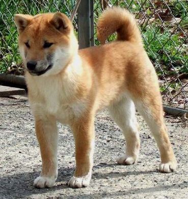 240113_shibainu.jpg