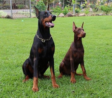 240113doberman.jpg