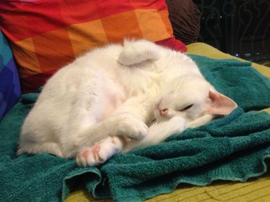 280113_tia2.jpg