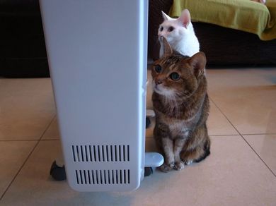 310111_3nyan1.jpg