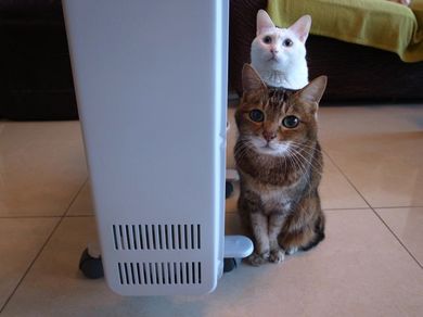 310111_3nyan2.jpg