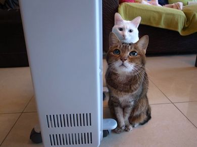 310111_3nyan3.jpg