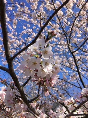 washington_sakura1.jpg