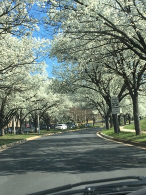 washington_sakura2.jpg