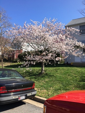 washington_sakura3.jpg